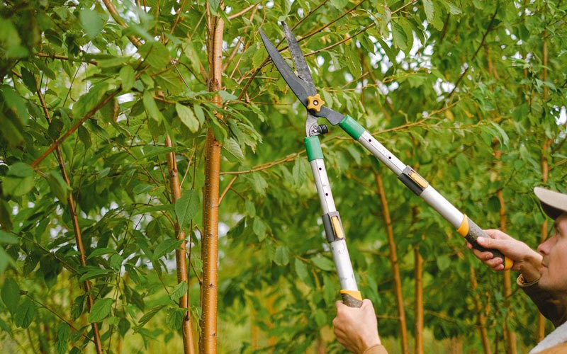 Tree trimming in Battleboro, NC